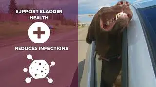 CRANBERRY FOR DOGS BENEFITS