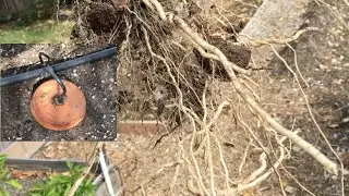 Part 2 - How did the Irrigation Ollas do in 2015