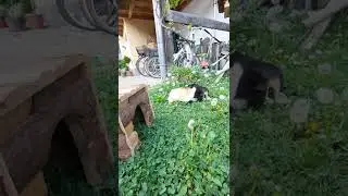 Meeris rennen im Garten |#jakob #Caro #meerschweinchen #love