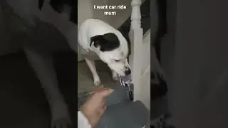Dog steal car key for a car ride #shorts
