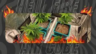 Это ИДЕАЛЬНАЯ комбинация для выращивания? AirCube + NEO-780 + HellFire 120W под кроной!