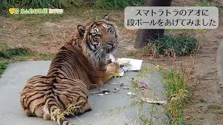 【東山動植物園公式】アオに段ボールをあげてみました《 スマトラトラ　トラ 》