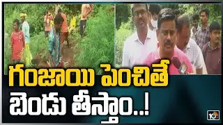 గంజాయి పెంచితే బెండు తీస్తాం..!: AP Police Concentrate On Ganja Farming | 10TV News