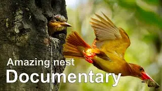 Full nest documentary, Life inside the horrible stinky nest of a Ruddy kingfisher