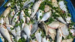 Exploring Dhaka’s Roadside Fresh Fish Market – A Hidden Gem! 🐟🇧🇩
