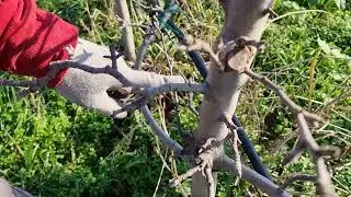 Kako pravilno orezati jabuku u intenzivnim zasadima, uživo sa terena, jednostavno obja&scaron;njenje