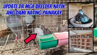 UPDATE SA MGA BREEDER - ANG DAMI NA NAMAN NATIN MGA BAGONG PAINAKAY PANG SUMMER 2025