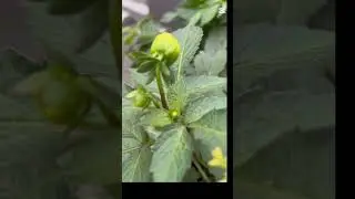 Их не лелеют! Но радость они дарят!