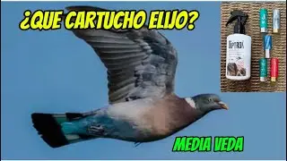 &ldquo;What is the lethal cartridge for the wood pigeon? 🕊️ Benelli 828U in the middle of the hunting s...