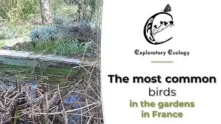 Discover garden animals in France: the most common birds