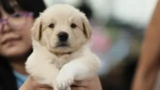 Coltriever- 5 weeks old