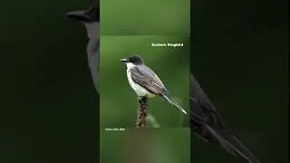 45 seconds of bird joy! 🎥 🐦 🙂 #birding #birdwatching #birds #nature #wildlife #birdspecies