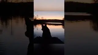 Sunset Cruise,  dogs boat ride.        #dog #houseboat #lake #river #boat