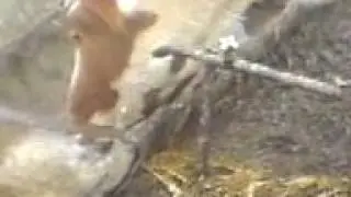 Smart cow! The cow is opening a closed water valve!! Невероятно! Корова сама открывает кран!!!