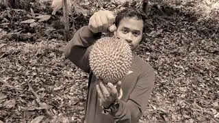 Shortcuts Organic Durian Fruit Forest, Kamala, Phuket