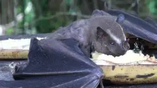 Morcego em plena luz do dia comendo banana!
