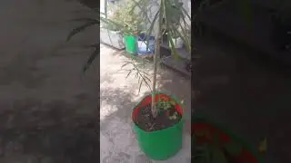Yellow Kaner/Nerium Oleander Flower Plant #flowers #terracegardenindia