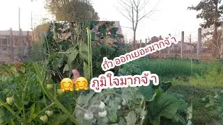 ออกหมากออกผลอยู่เด้อจ้า สวนผักของสองผัวเมียจ้า
