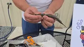 Blue Water Candy How to Rig a Ballyhoo on BWC Ballyhoo Rig