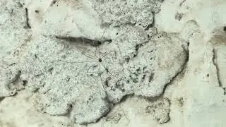 Segador (Leiobunum rotundum)