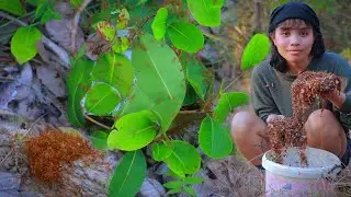 Harvesting and Cooking Red tree ants: Traditional Cambodian Delicacies Known as KNORB ONGRANG.