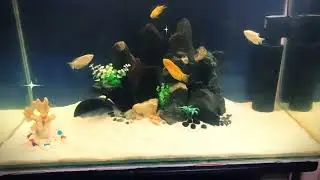 3ft aquarium setup with gorgeous guramis #aquariums #fishtank #aquascape #aquariumfish #tanksetup