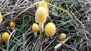 Bolbitius titubans, October 2019
