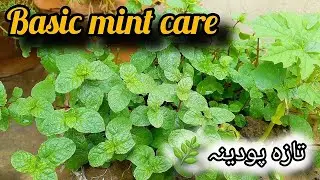 Mint plant care🪴🌿