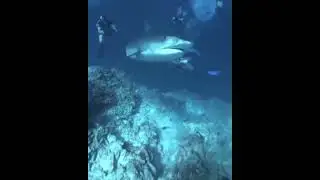 Shark jumpscare