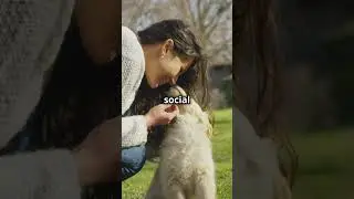 How Dogs Really See Us! #petlovers #petfunfacts #pets#dogshorts #doglover #dog #dogs #dogvideos