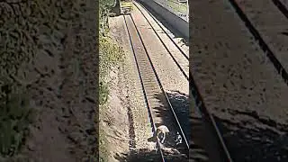 Man saves dog from train tracks #fypシ #hii #capcut #edit  (idk if this is a reuploud I lost track.)