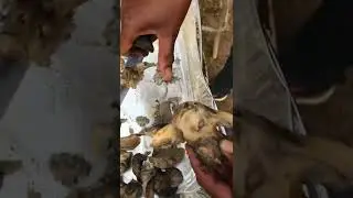 How to clean a whelk to eat