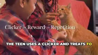Can Ragdoll Cats Learn Tricks  Animated