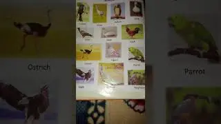 Birds name 👏👏