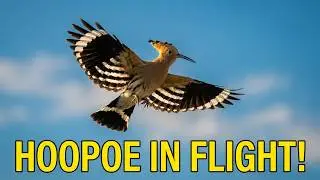 Eurasian hoopoe, Flying away, heading towards a tree (Upupa epops)
