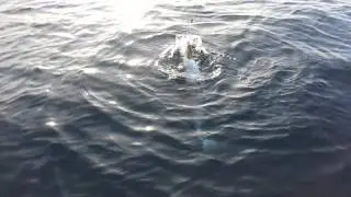 Leigh fishing nz
