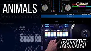RUTINA: Animals | DJ BYTE