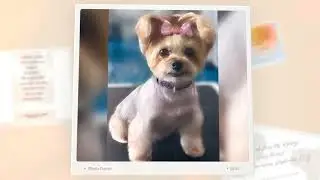 LUX Wellness Pet Spa 5 star reviews for owner Ashley, superstar groomer in Brookshire, Texas.