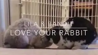 Lila and Bandit (The Littles)