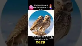 Frontier airlines all animals released in 2020