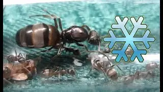 Nadchodzi zima - Gra o tron - wojna mrówek III