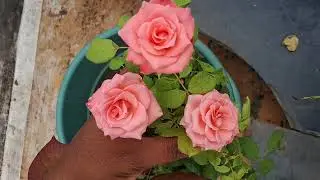Peach color rose #garden #flowers #gardening #nature #rose #roses #gardenflowers #rosegarden #plants
