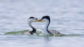 Clark's Grebe