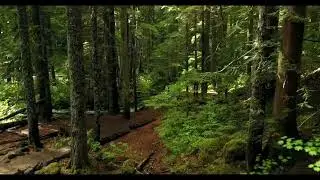 Main di Hutan by fyan