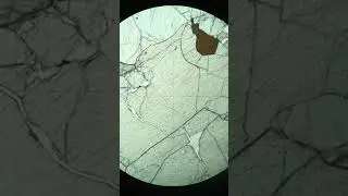 2162-5 | Orthopyroxene (PPL)