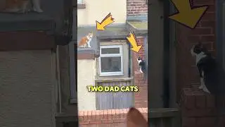 Два папы-кота хотят познакомиться с котятами