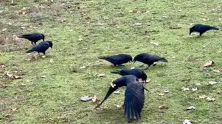Crow Rued the Day She Decided to Eat with the Ducks! 🐦&zwj;⬛😅😂