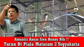 Piala Mataram 2 Jogja - Sekali Tunjuk Langsung Deal !! Ini Dia Penampila Cendet Sapujagat