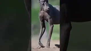 What's the REAL Reason Baboons Are So Intelligent?
