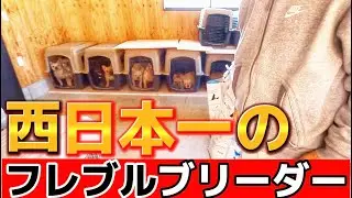 山口県にある“西日本一”のフレブルブリーダーさんの犬舎を見学させてもらいました【前編】